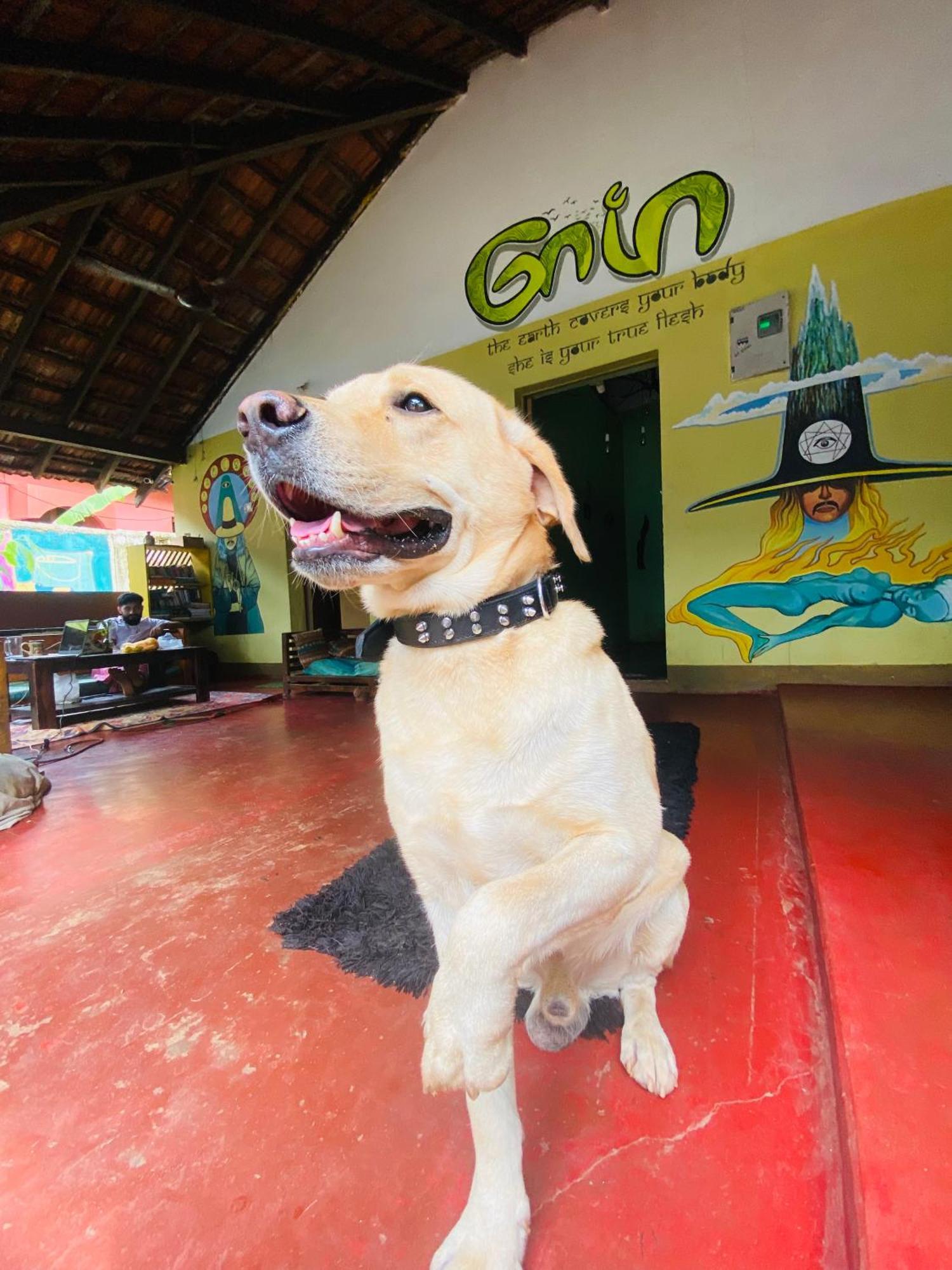 Gaia Hostels أنجونا المظهر الخارجي الصورة